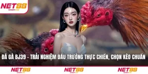 Đá Gà BJ39 - Trải Nghiệm Đấu Trường Thực Chiến, Chọn Kèo Chuẩn
