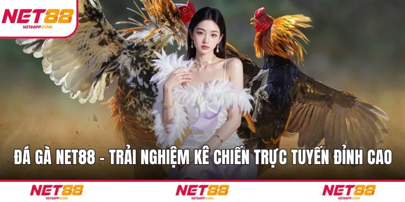 Đá Gà NET88 – Trải Nghiệm Kê Chiến Trực Tuyến Đỉnh Cao