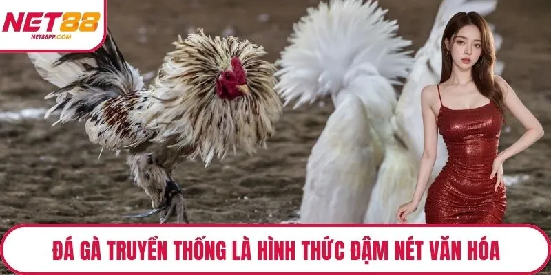 Đá gà truyền thống là hình thức đậm nét văn hóa