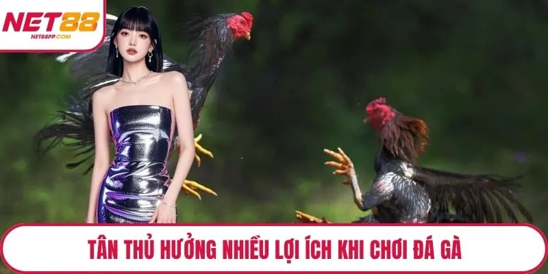 Tân thủ hưởng nhiều lợi ích khi chơi đá gà